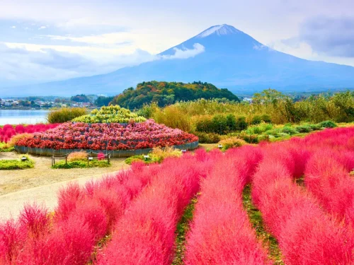 Nhật Bản Cung Đường Vàng: TOKYO – PHÚ SĨ – NAGOYA – KYOTO – OSAKA | 6 ngày 5 đêm | Tháng 11 2025 | Vietnam Airlines