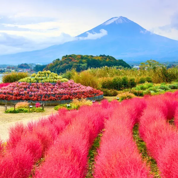 Nhật Bản Cung Đường Vàng: OSAKA – KYOTO – NAGOYA – PHÚ SĨ – TOKYO | 6 ngày 5 đêm | Tháng 10 2025 | Vietnam Airlines