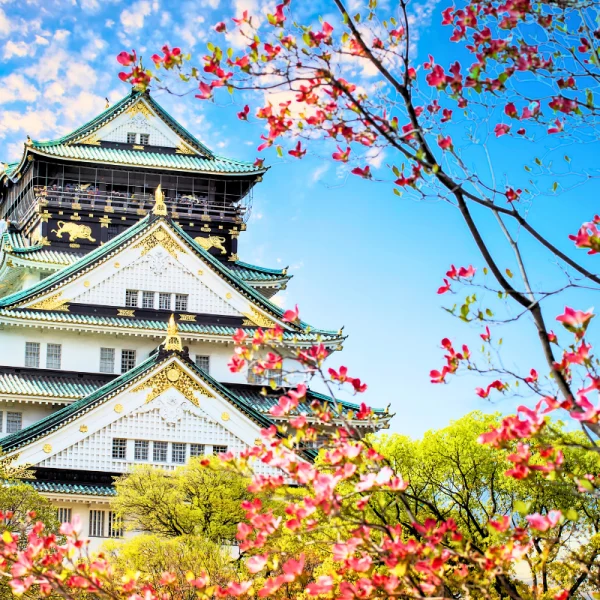 Nhật Bản Cung Đường Vàng: TOKYO – YAMANASHI – TOYOHASHI – KYOTO – OSAKA – KOBE | 6 ngày 5 đêm | Tháng 10 2025 | Japan Airlines
