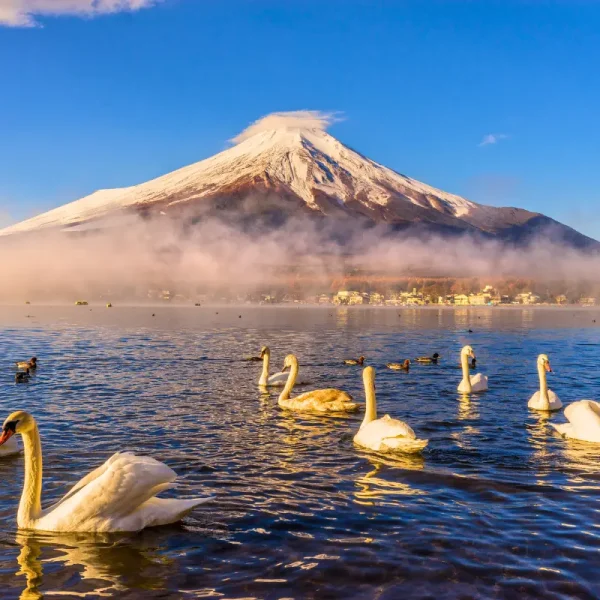 Nhật Bản: Tokyo - Fuji | 5 ngày 4 đêm | Tháng 7 2025 | Vietjet Air
