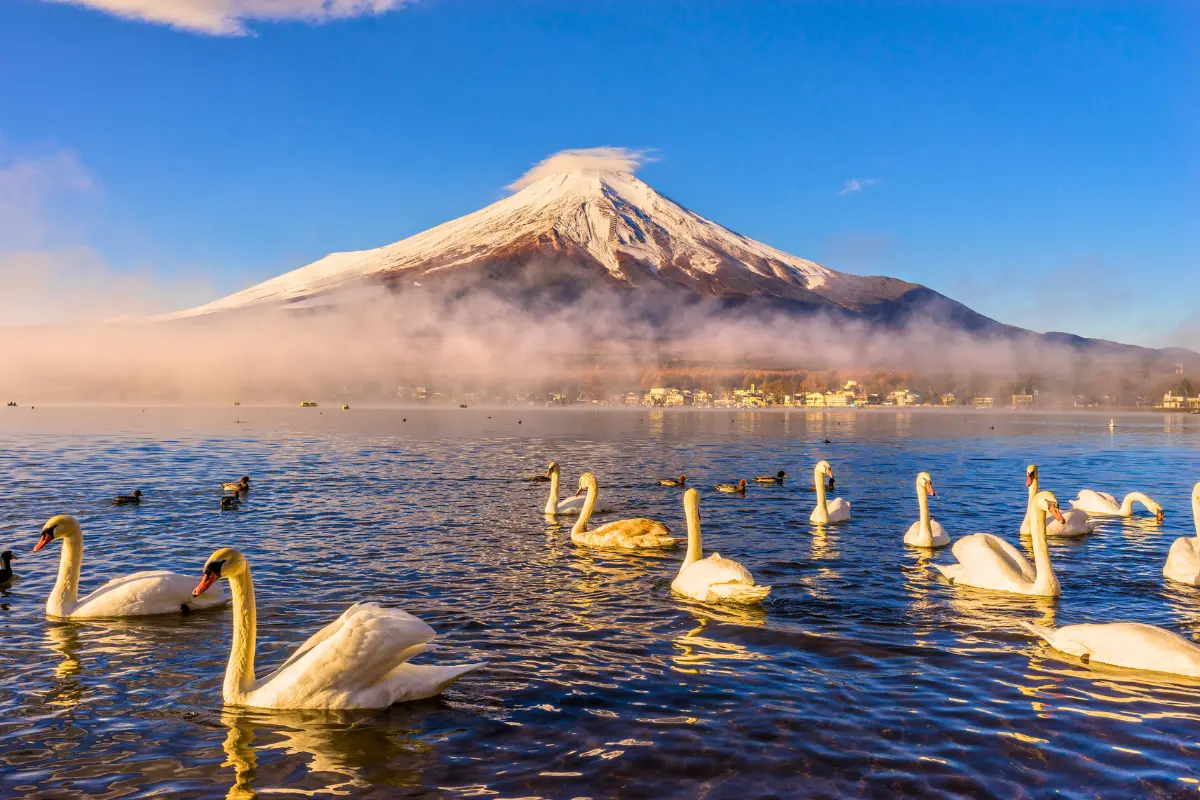 Nhật Bản: Tokyo - Fuji | 5 ngày 4 đêm | Tháng 7 2025 | Vietjet Air