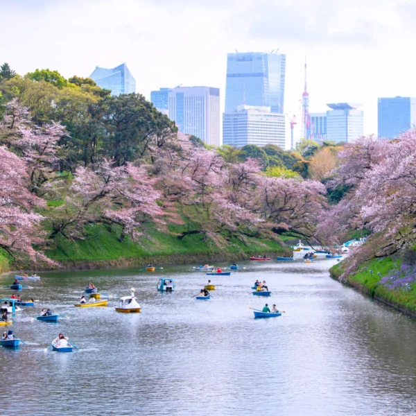 Nhật Bản Cung Đường Vàng: TOKYO – FUJI – NAGOYA – KYOTO – OSAKA | 6 Ngày 5 đêm | Tháng 4 2026 | Vietnam Airlines