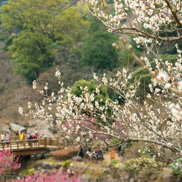 Nhật Bản Cung Đường Vàng: TOKYO – FUJI – NAGOYA – KYOTO – OSAKA | 6 Ngày 5 đêm | Tháng 2 2026 | Vietnam Airlines