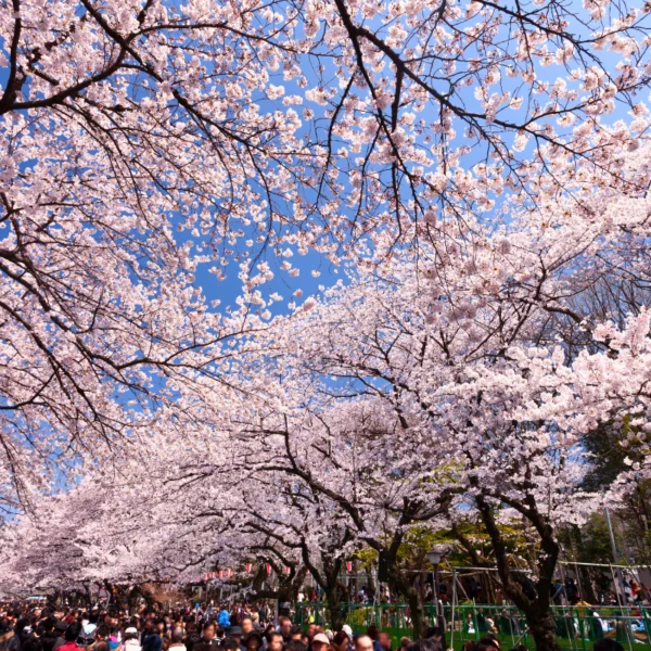Nhật Bản Cung Đường Vàng: TOKYO – FUJI – NAGOYA – KYOTO – OSAKA | 6 Ngày 5 đêm | Tháng 3 2026 | Vietnam Airlines