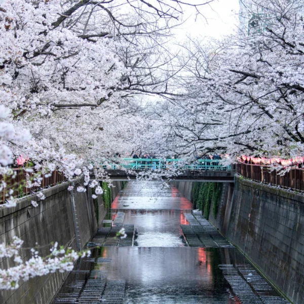 Nhật Bản Cung Đường Vàng: TOKYO – FUJI – NAGOYA – KYOTO – OSAKA | 6 Ngày 5 đêm | Tháng 4 2026 | Vietnam Airlines