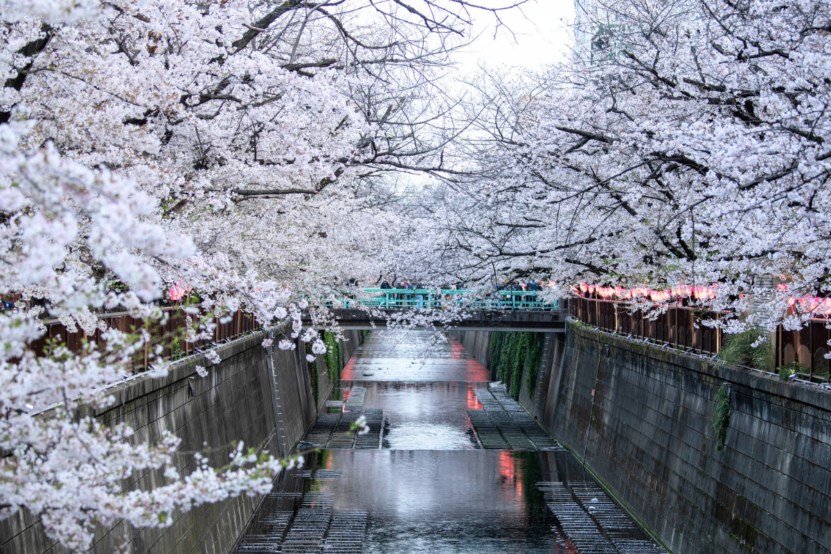 Nhật Bản Cung Đường Vàng: TOKYO – FUJI – NAGOYA – KYOTO – OSAKA | 6 Ngày 5 đêm | Tháng 4 2026 | Vietnam Airlines