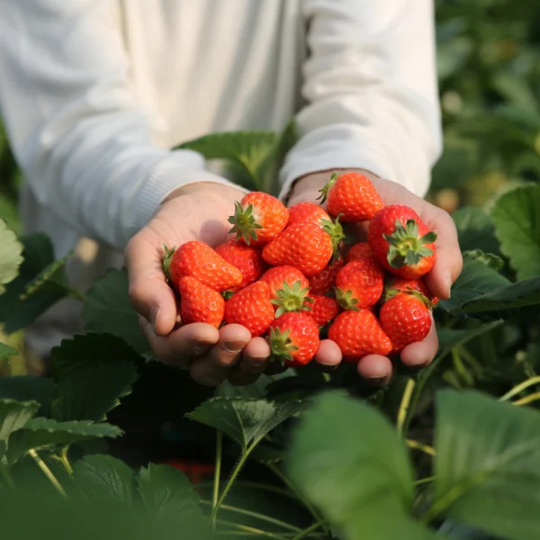 Nhật Bản Cung Đường Vàng: OSAKA – KYOTO – TOYOHASHI – FUJI – TOKYO | 6 Ngày 5 đêm | Tháng 1 2026 | Vietnam Airlines