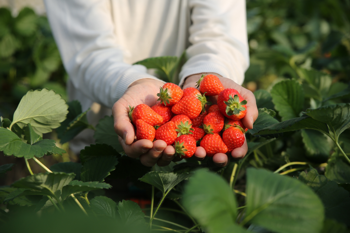 Nhật Bản Cung Đường Vàng: OSAKA – KYOTO – TOYOHASHI – FUJI – TOKYO | 6 Ngày 5 đêm | Tháng 1 2026 | Vietnam Airlines